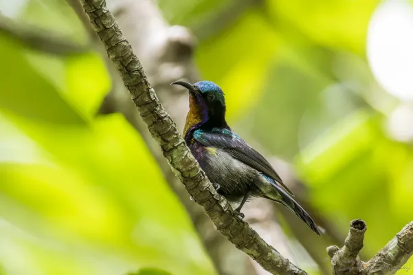 File:Leptocoma calcostetha 232105651.jpg