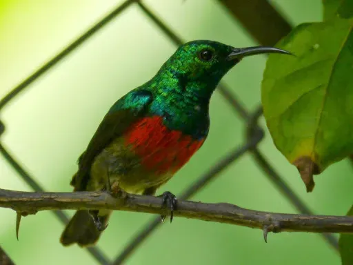 File:Cinnyris chloropygius 752123.jpg
