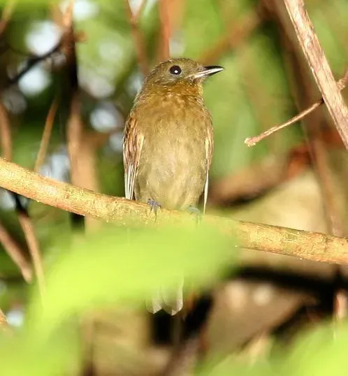 File:Schiffornis turdina.jpg