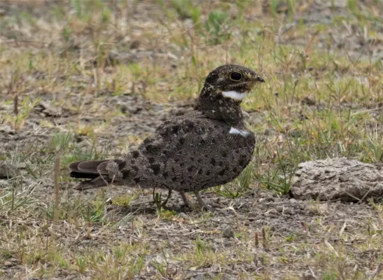 File:Nacunda (Chordeiles nacunda), Uruguay, 2019.jpg