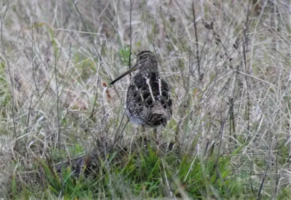 File:Becasina (Gallinago paraguaiae), Uruguay, 2019.jpg