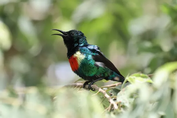 File:Cinnyris pulchellus 236986824.jpg