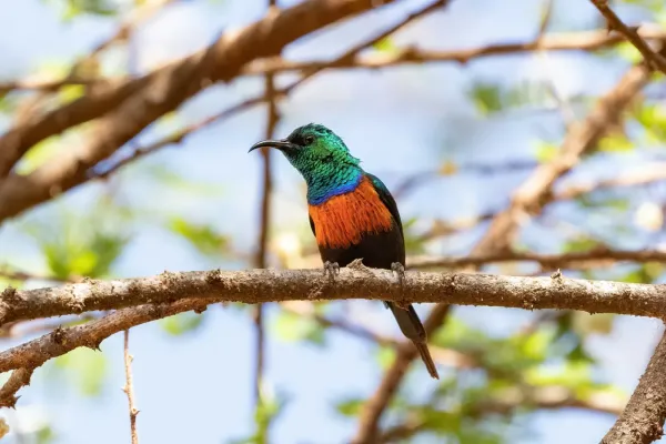 File:Cinnyris nectarinioides 263927859.jpg