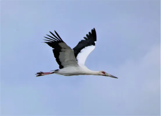File:Ciguena (Ciconia maguari) en vuelo, Uruguay, 2020.jpg