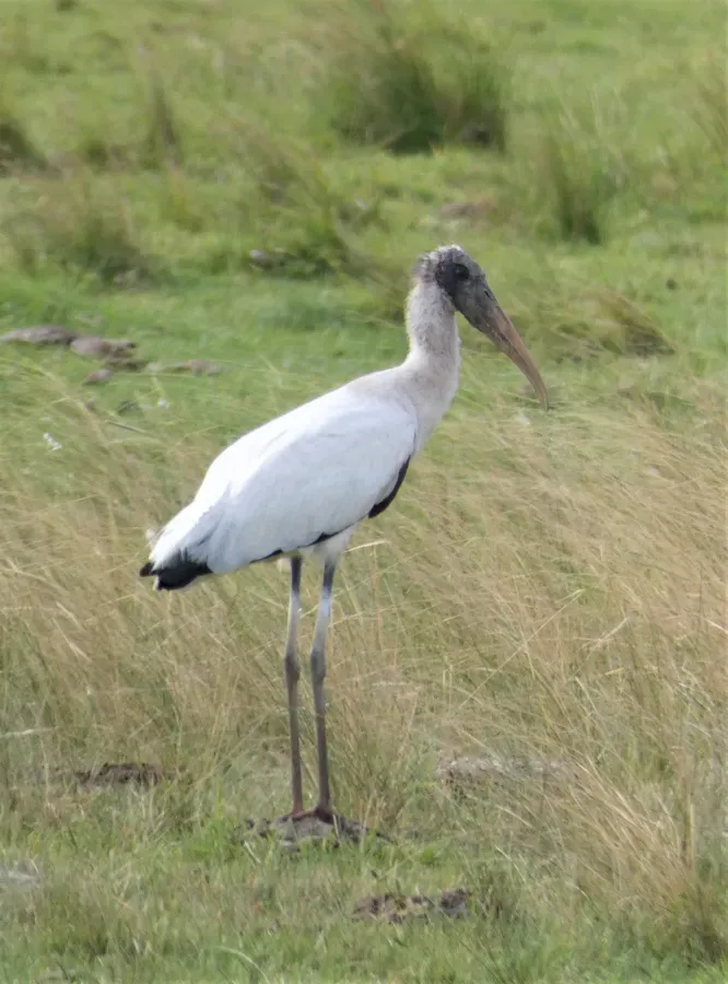 File:Ciguena cabeza pelada (Mycteria americana), Uruguay, 2020.jpg