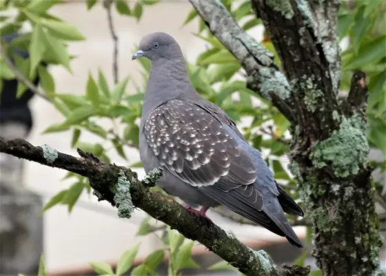 File:Paloma ala manchada (Patagioenas maculosa), Uruguay, 2021.jpg