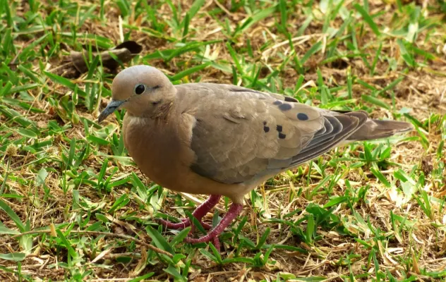File:Torcaza (Zenaida auriculata), Uruguay, 2015.jpg