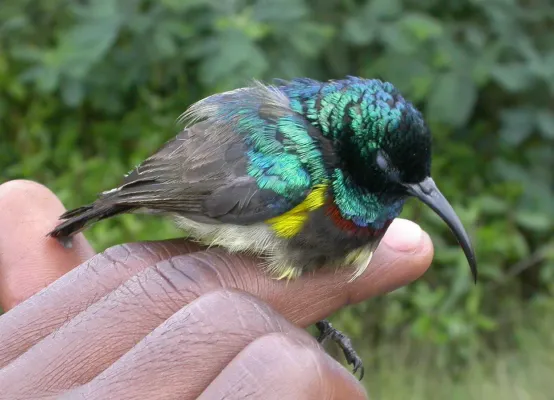 File:Cinnyris sovimanga 2954965.jpg