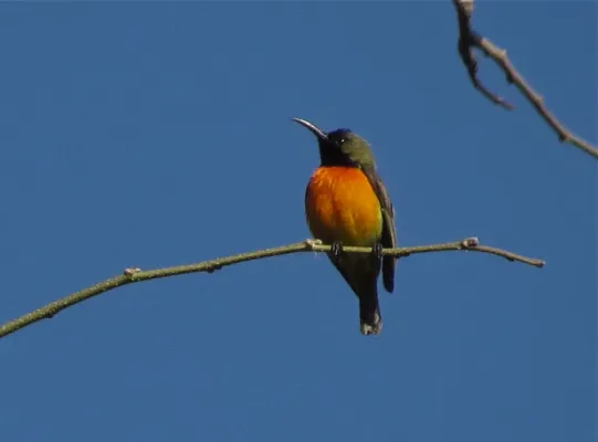 File:Cinnyris solaris 107995678.jpg