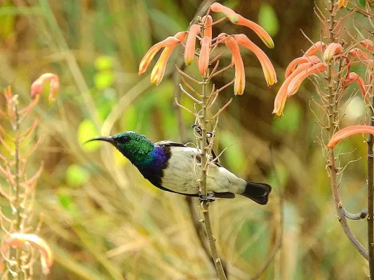 File:Cinnyris talatala 249344265.jpg