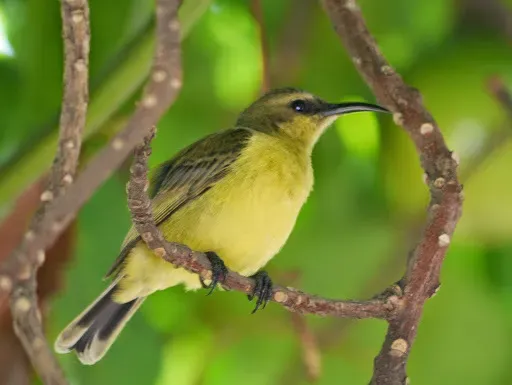 File:Cinnyris superbus female.jpg