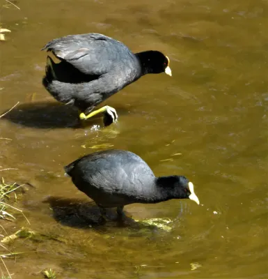 File:Gallaretas ala blanca (Fulica leucoptera), Uruguay, 2018.jpg