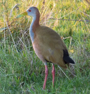 File:Gallineta (Aramides ypecaha), Uruguay, 2018.jpg