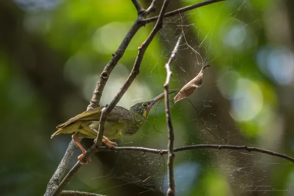 File:Arachnothera chrysogenys chrysogenys 253090754.jpg