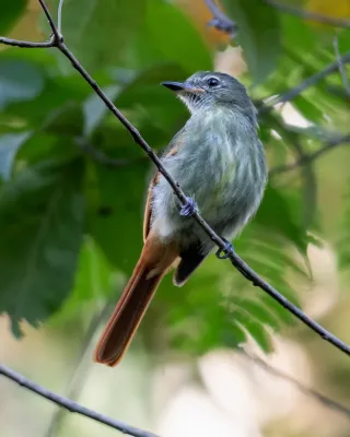 File:Ramphotrigon ruficauda - Rufous-tailed Flatbill; Xapuri, Acre, Brazil (cropped).jpg
