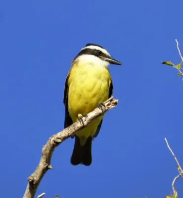 File:Benteveo (Pitangus sulphuratus) juvenil, Uruguay, 2018.jpg