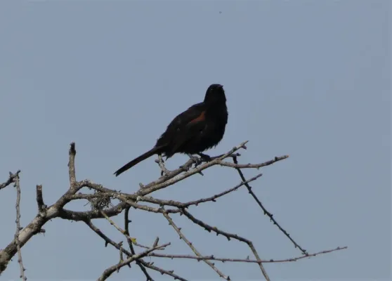 File:Boyerín (Icterus pyrrhopterus), Uruguay, 2019.jpg