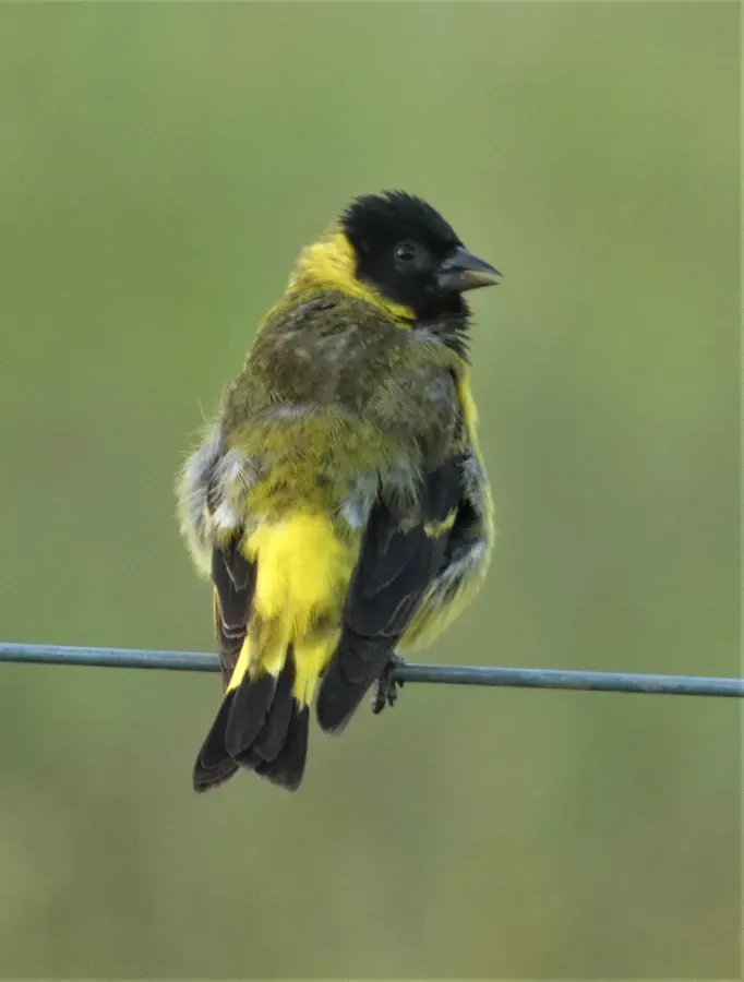 File:Cabecita negra (Spinus magellanicus), macho, Uruguay, 2020.jpg