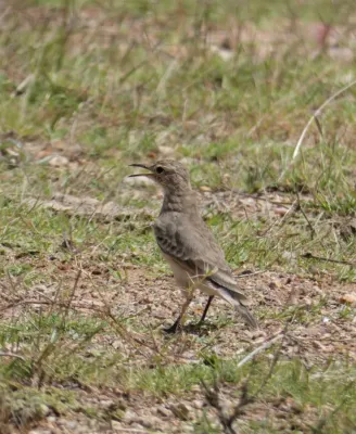 File:Caminera (Geositta cunicularia), Uruguay, 2021.jpg