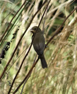 File:Capuchino (Sporophila hypoxantha), Uruguay, 2023.jpg