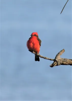 File:Churrinche (Pyrocephalus rubinus) ejemplar macho, Uruguay, 2020.jpg