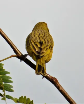File:Doradito, macho (Sicalis flaveola), Uruguay, 2019.jpg