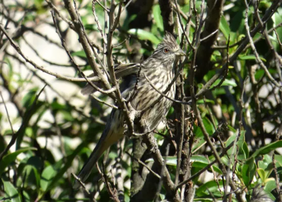 File:Ejemplar de corta ramas (Phytotoma rutila), Uruguay, 2022.jpg