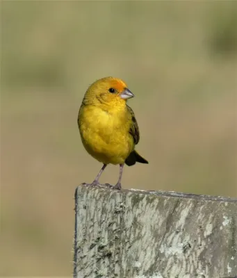 File:Ejemplar de doradito macho (Sicalis flaveola), Uruguay, 2020.jpg