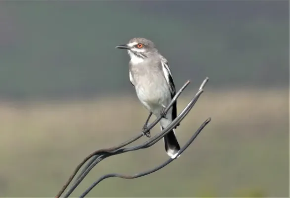 File:Escarchero (Nengetus cinereus), Uruguay, 2020.jpg
