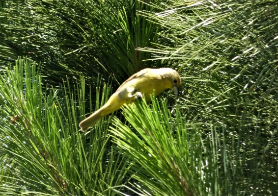 File:Fueguero hembra (Piranga flava), Uruguay, 2019.jpg
