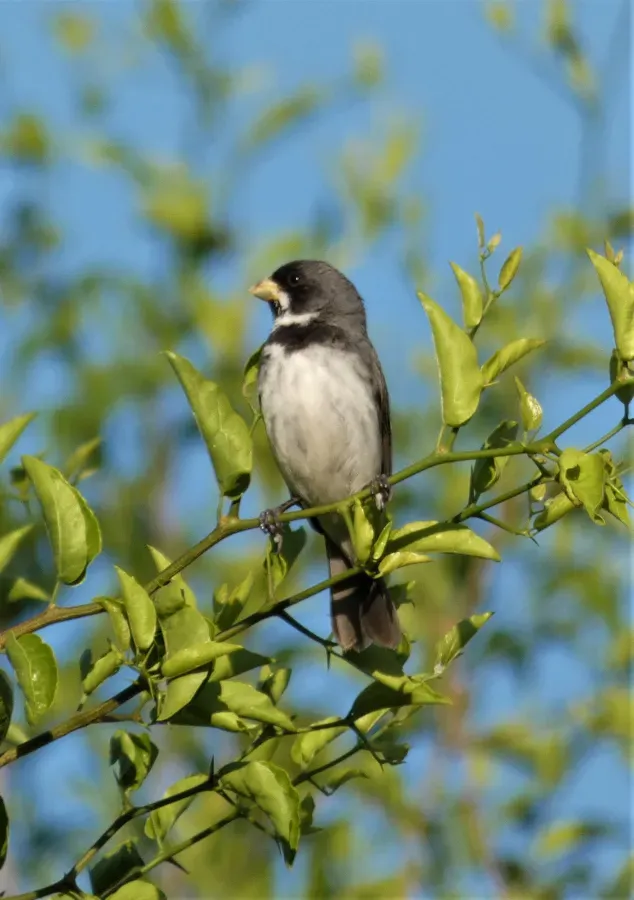 File:Gargantillo (Sporophila caerulescens), Uruguay, 2019.jpg