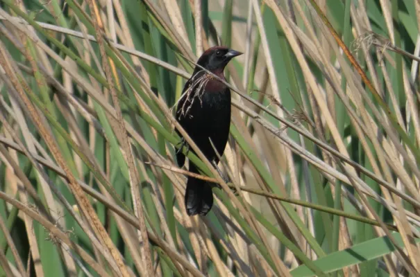 File:Garibaldino (Chrysomus ruficapillus), Uruguay, 2022.jpg