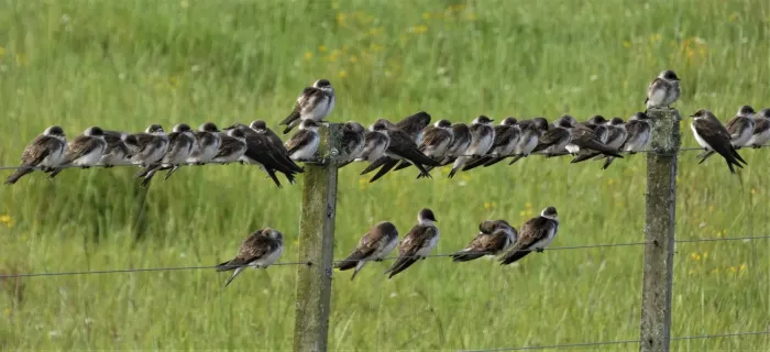 File:Golondrinas pardas (Progne tapera), Uruguay, 2019.jpg