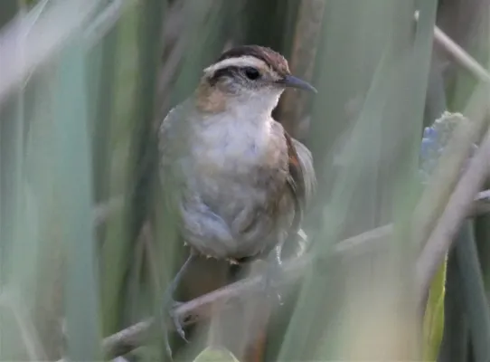File:Junquero (Phleocryptes melanops), Uruguay, 2022.jpg