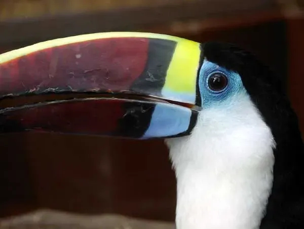 File:Ramphastos tucanus.jpg