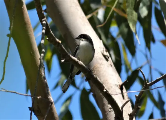 File:Monterita cabeza negra (Microspingus melanoleucus), Uruguay, 2019.jpg