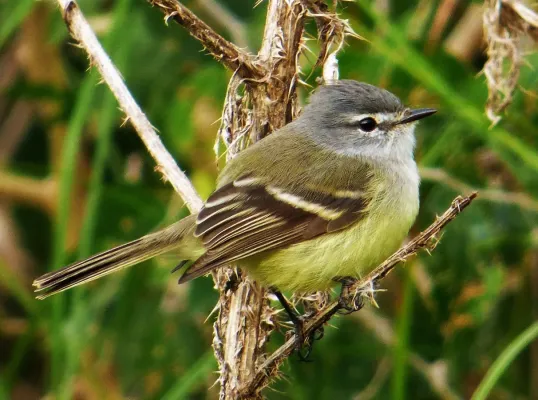 File:Piojito comun (Serpophaga subcristata), Uruguay, 2016.jpg