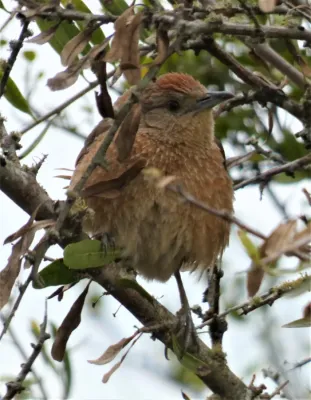 File:Tio tio (Phacellodomus striaticollis), Uruguay, 2019.jpg