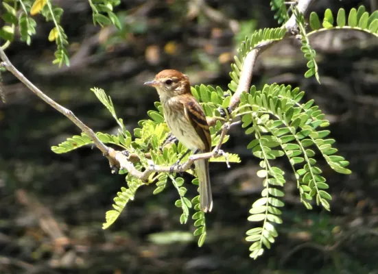 File:Mosqueta estriada (Myiophobus fasciatus), Uruguay, 2023.jpg