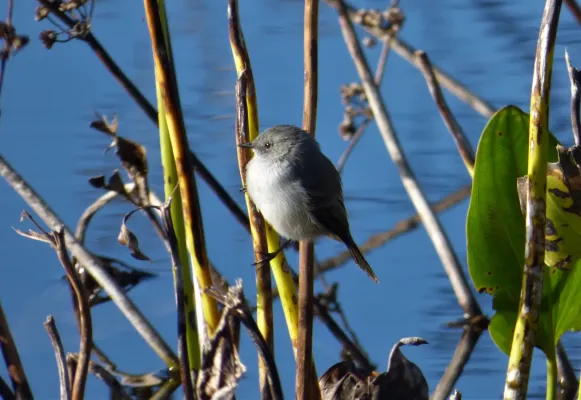 File:Piojito de bañado (Serpophaga nigricans), Uruguay, 2018.jpg