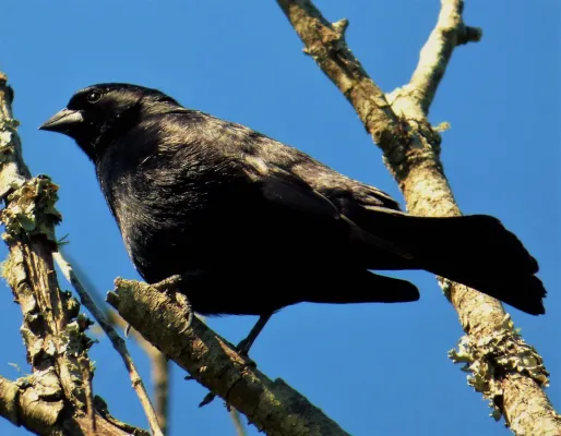 File:Tordo pico corto (Molothrus rufoaxillaris), Uruguay, 2016.jpg