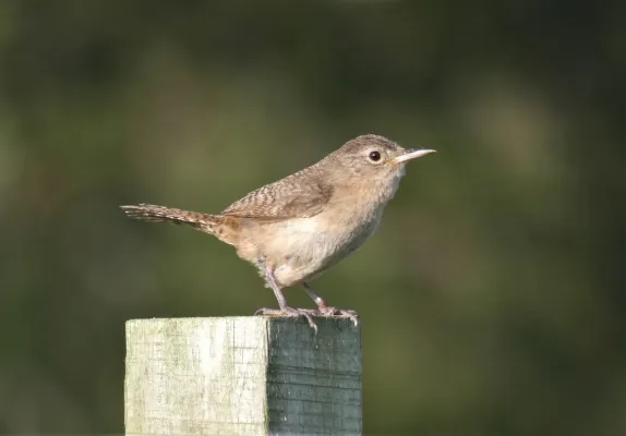 File:Ratonera (Troglodytes aedon), Uruguay, 2020.jpg