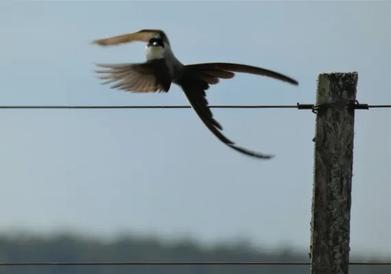 File:Tijereta en vuelo (Tyrannus savana), Uruguay, 2019.jpg