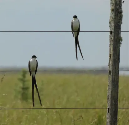 File:Tijeretas (Tyrannus savana), Uruguay, 2019.jpg