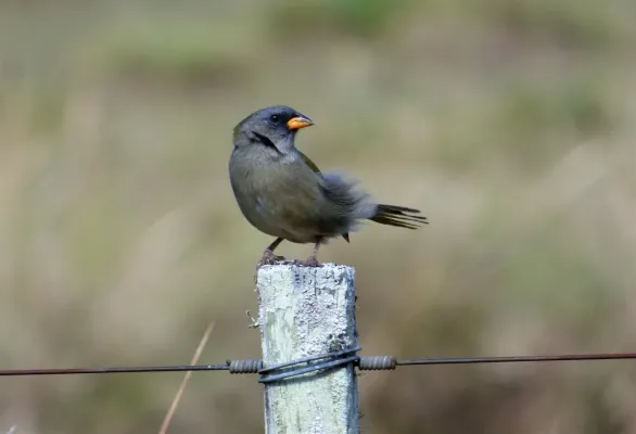 File:Verdón (Embernagra platensis), Uruguay, 2018.jpg
