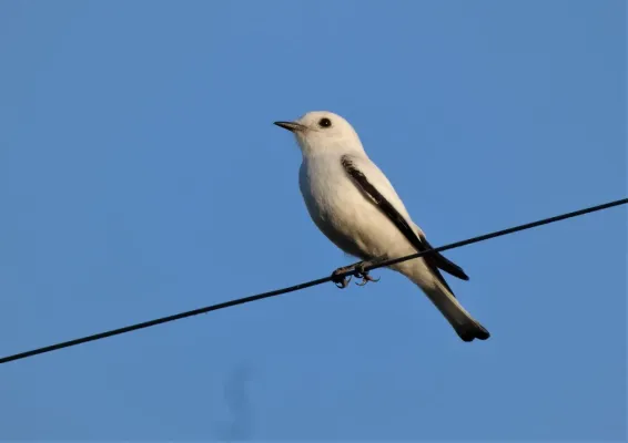 File:Viudita blanca chica (Xolmis irupero), Uruguay, 2022.jpg