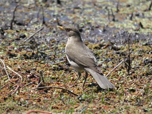 File:Sabia (Turdus amaurochalinus), Uruguay, 2021.jpg