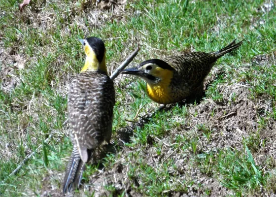 File:Carpinteros de campo (Colaptes campestris), Uruguay, 2018.jpg