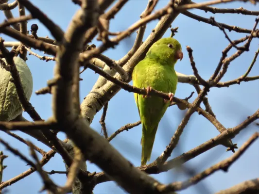 File:Catita chirirí (Brotogeris chiriri), Uruguay, 2016.jpg