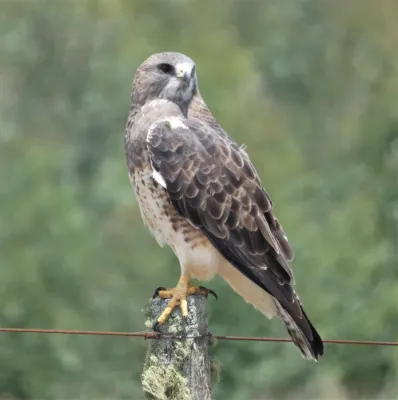 File:Aguilucho langostero (Buteo swainsoni), Uruguay, 2023.jpg
